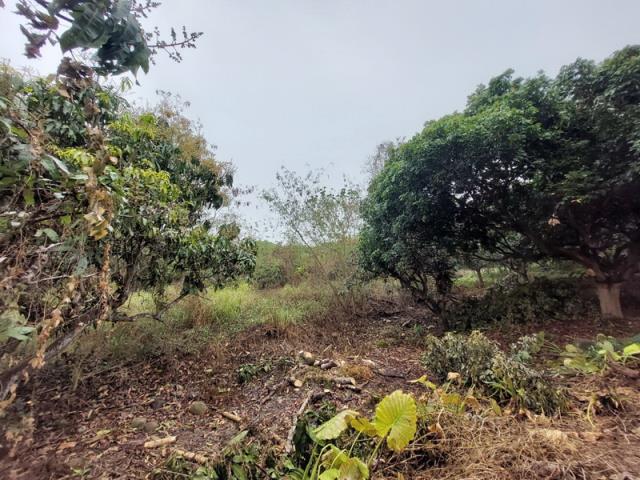 嘉義番路農地-10