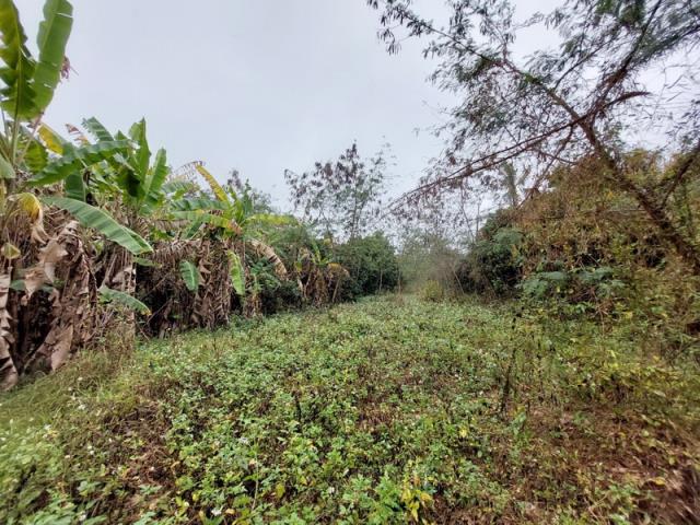 嘉義番路農地-8