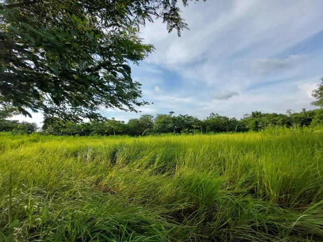 大內農地-5