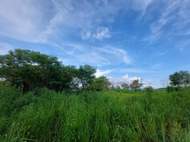 大內農地-6