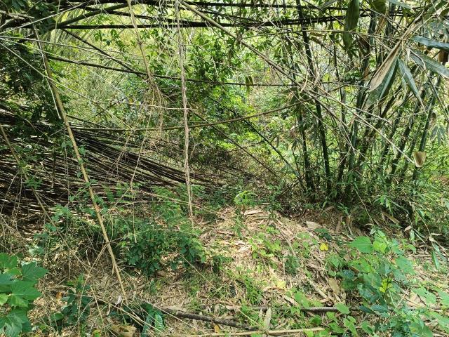 左鎮農地-1