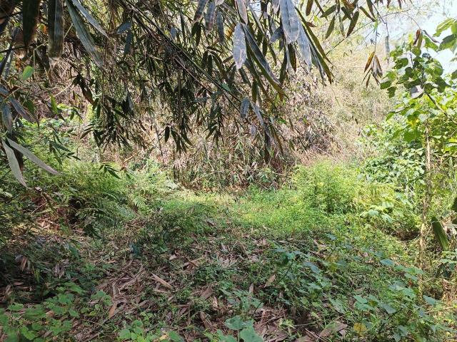 左鎮農地-2