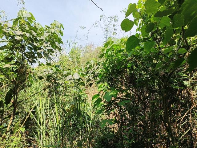 左鎮農地-6