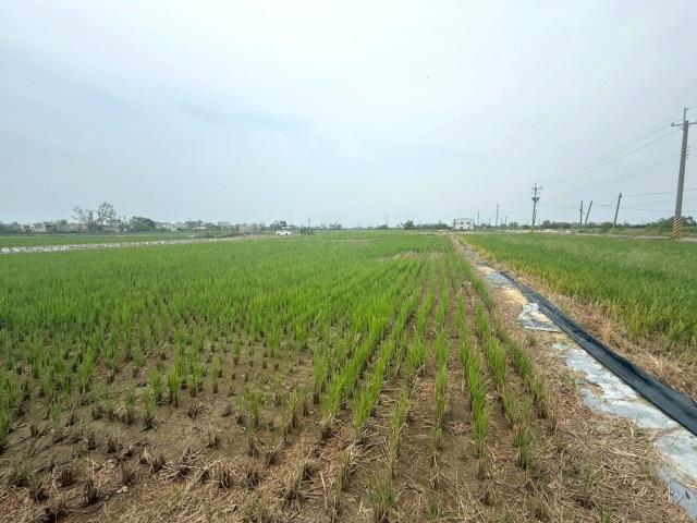 新營農地-2