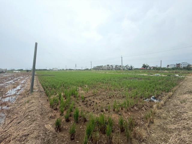 新營農地-4