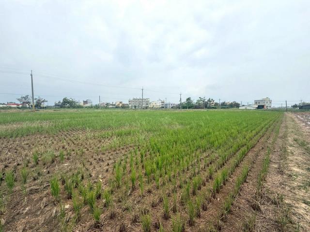 新營農地-5
