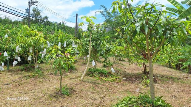 台南左鎮農地-0