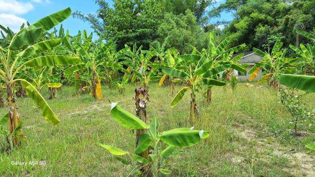 台南左鎮農地-4